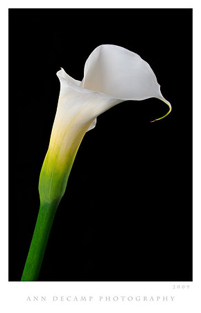Calla-Helicon-3.jpg