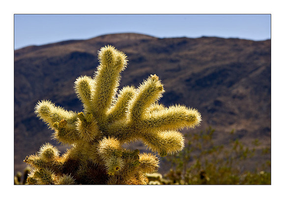Joshua Tree Cholla