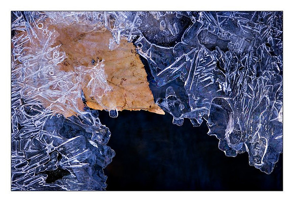 Icy Leaf