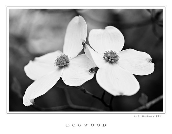 AD2_1201 copy.jpg