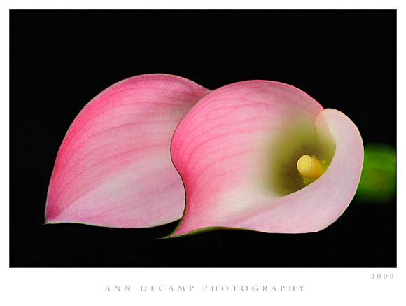 Calla-Helicon-11.jpg