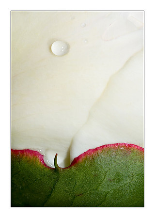 Peony Bud