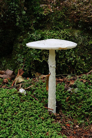 20110827_1434_Helicon.jpg