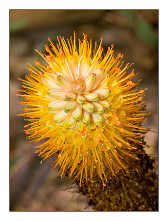 Yellow Flower