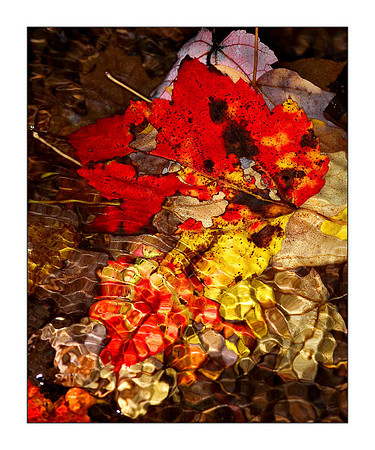 Submerged Leaves