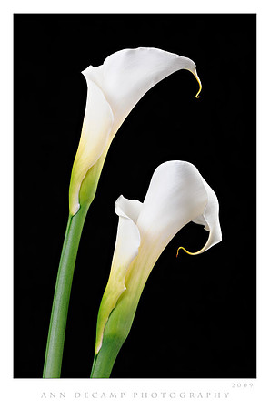 Calla-Helicon-4-jpg.jpg