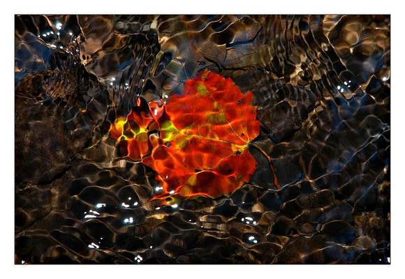 Submerged Leaf