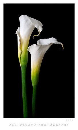 Calla-Helicon-7-jpg.jpg