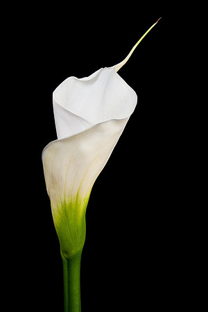 20110921_4232_Helicon_2.jpg