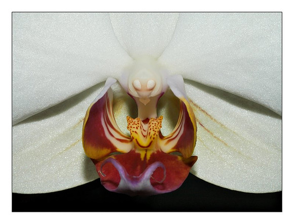 Phalenopsis