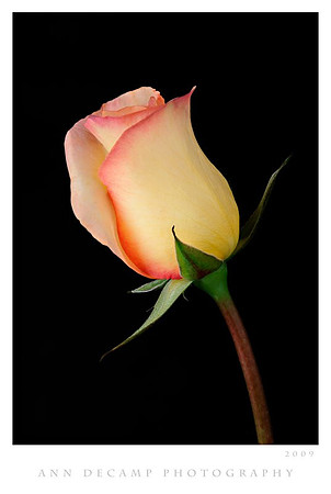 Rose-Helicon-6.jpg