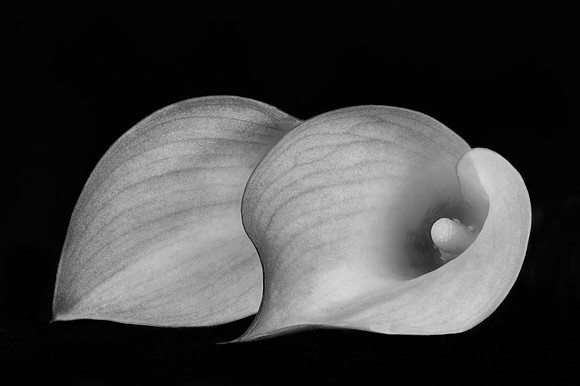 Calla bw 5.jpg