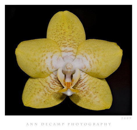 Phal-Helicon.jpg