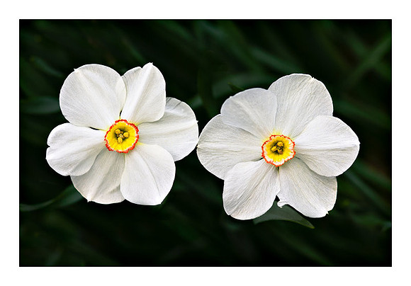 Narcissus at the Reeves Reed Arboretum