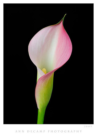 Calla-Helicon-Focus-2.jpg