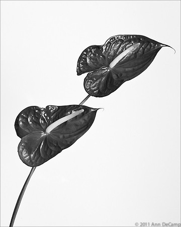 anthurium-35-Edit.jpg