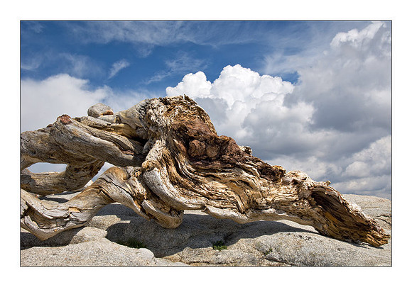 Jeffrey Pine #2, Yosemite
