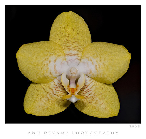 Phal-1.jpg