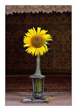 Sunflower, Kiedrich, Germany
