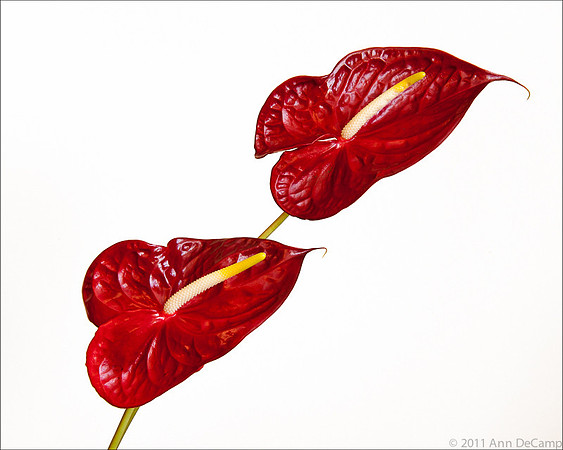 anthurium-22-Edit.jpg