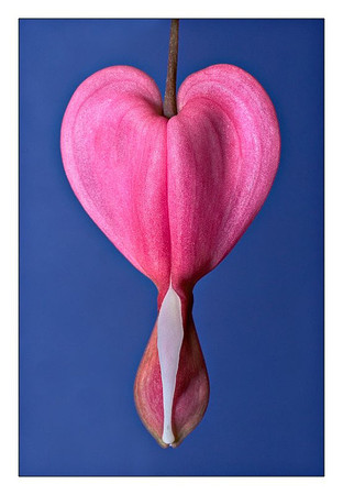 Bleeding Heart