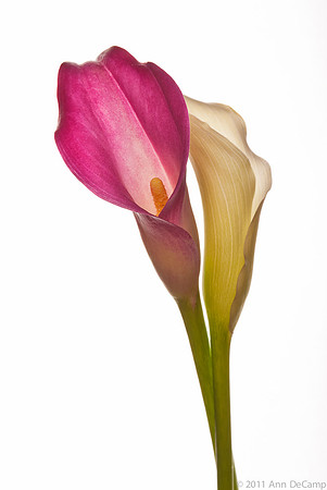 20110921_4034-Edit-Edit.jpg