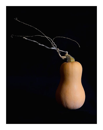 Butternut Squash