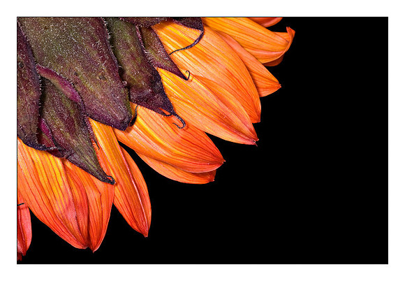Sunflower #1