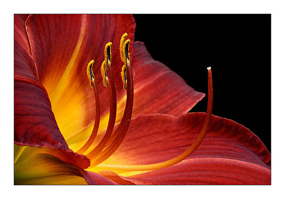 Daylily