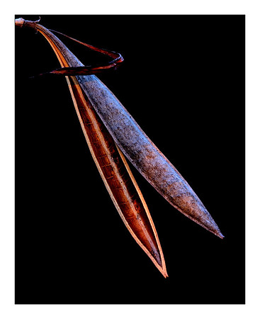 Trumpet Creeper Seedpod