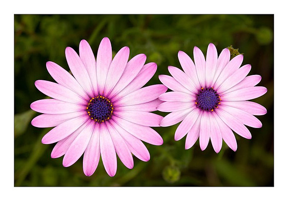 Two Flowers