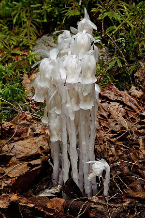 20110827_1337_Helicon.jpg