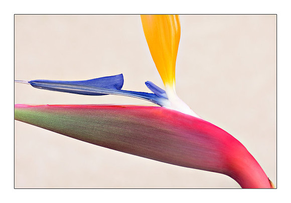 Bird Of Paradise
