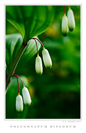 AD2_1431 copy.jpg
