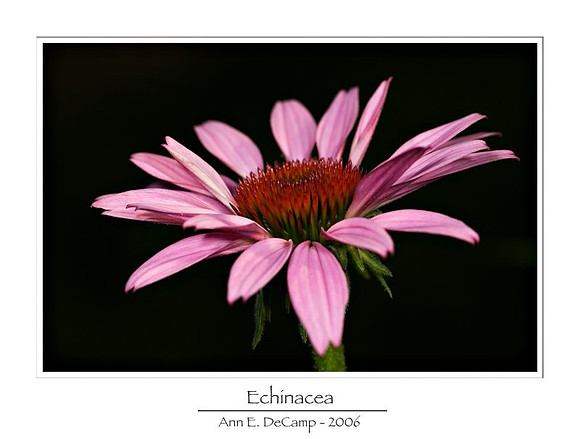 AD1_0356summer-framed.jpg