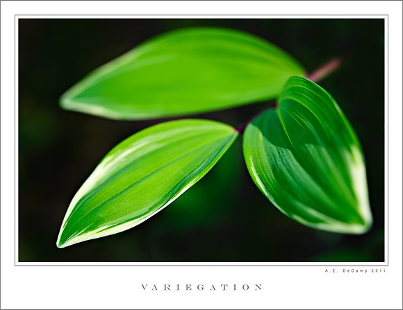 AD2_1433 copy.jpg