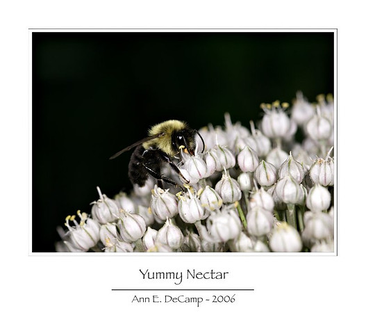 AD1_0414summer-framed.jpg