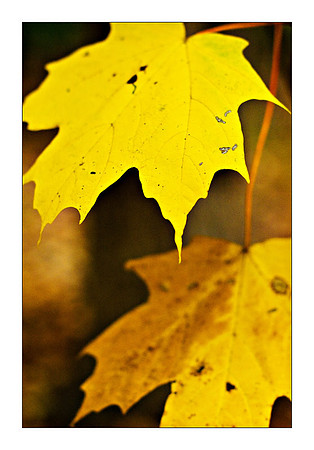 Autumn Leaves