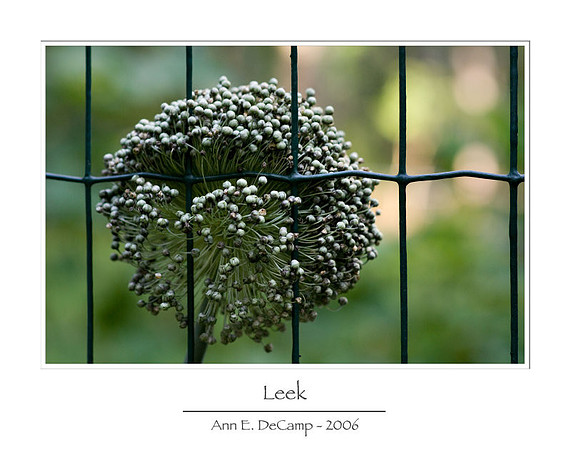 AD2_0684aug_2006-framed.jpg