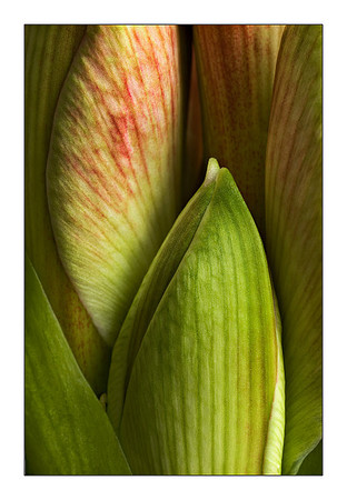 Amaryllis 'Susan'
