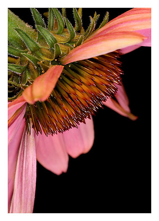 Echinacea