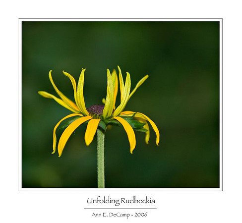 AD2_0501summer_1-framed.jpg