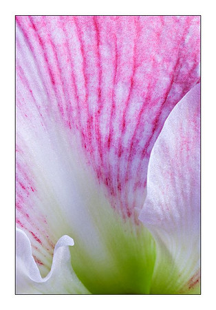 Amaryllis