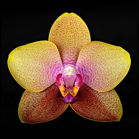 20110914_2595_Helicon.jpg