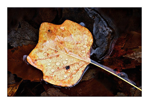 Submerged Leaf