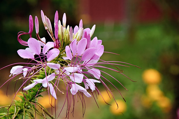 20110815_1100.jpg