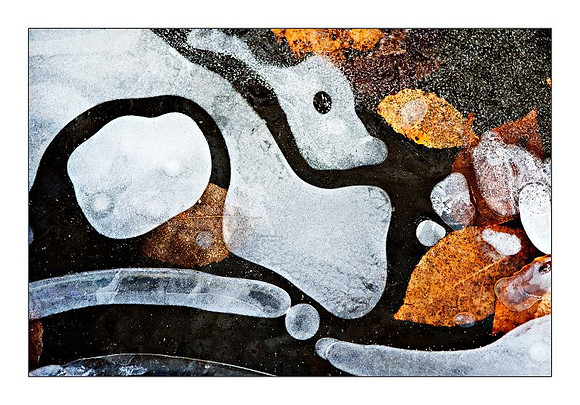 Ice Dragon
