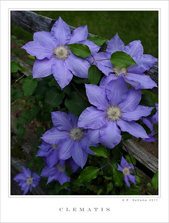 DSCF0032 copy.jpg