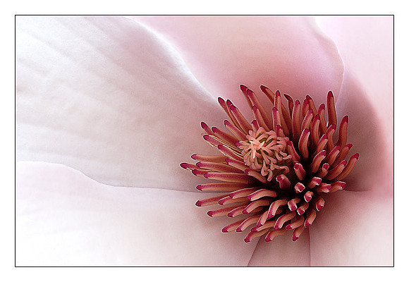 Inside Magnolia
