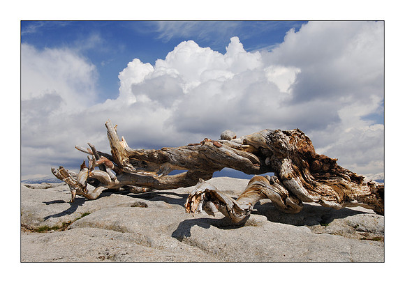 Jeffrey Pine #1, Yosemite